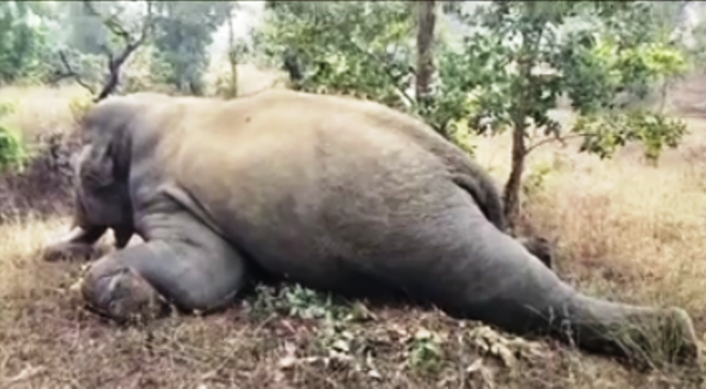 हाईटेंशन करंट से फिर दंतैल हाथी की मौत, बिजली विभाग पर एफआईआर दर्ज