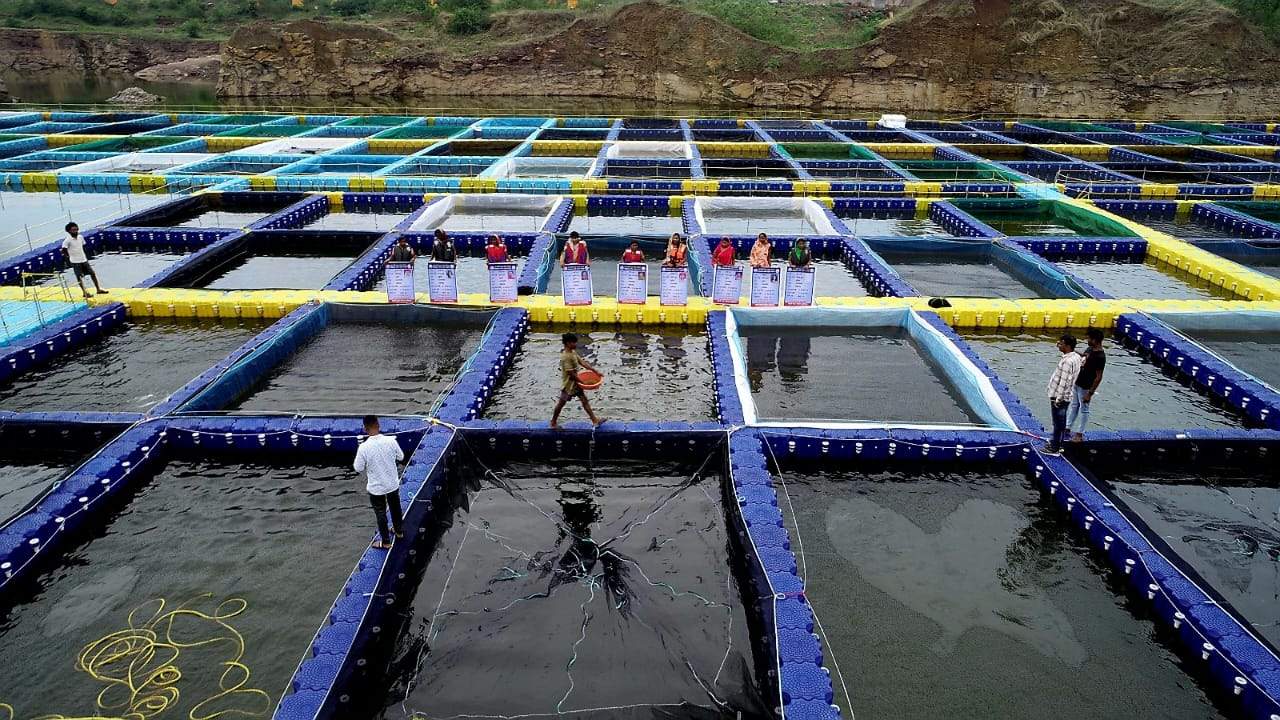 आधुनिक तकनीक केज कल्चर से 150  स्थानीय बेरोजगारों को मिला रोजगार