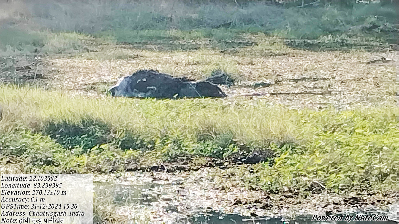 दलदल में फंसने से हाथी शावक की मौत दलदल में फंसने से हाथी शावक की मौत