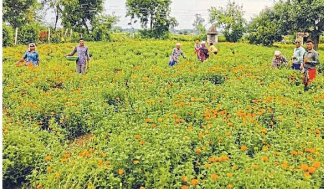 गुलाब और गेंदे की खेती से अंजनी व उमा ने पाया आर्थिक लाभ