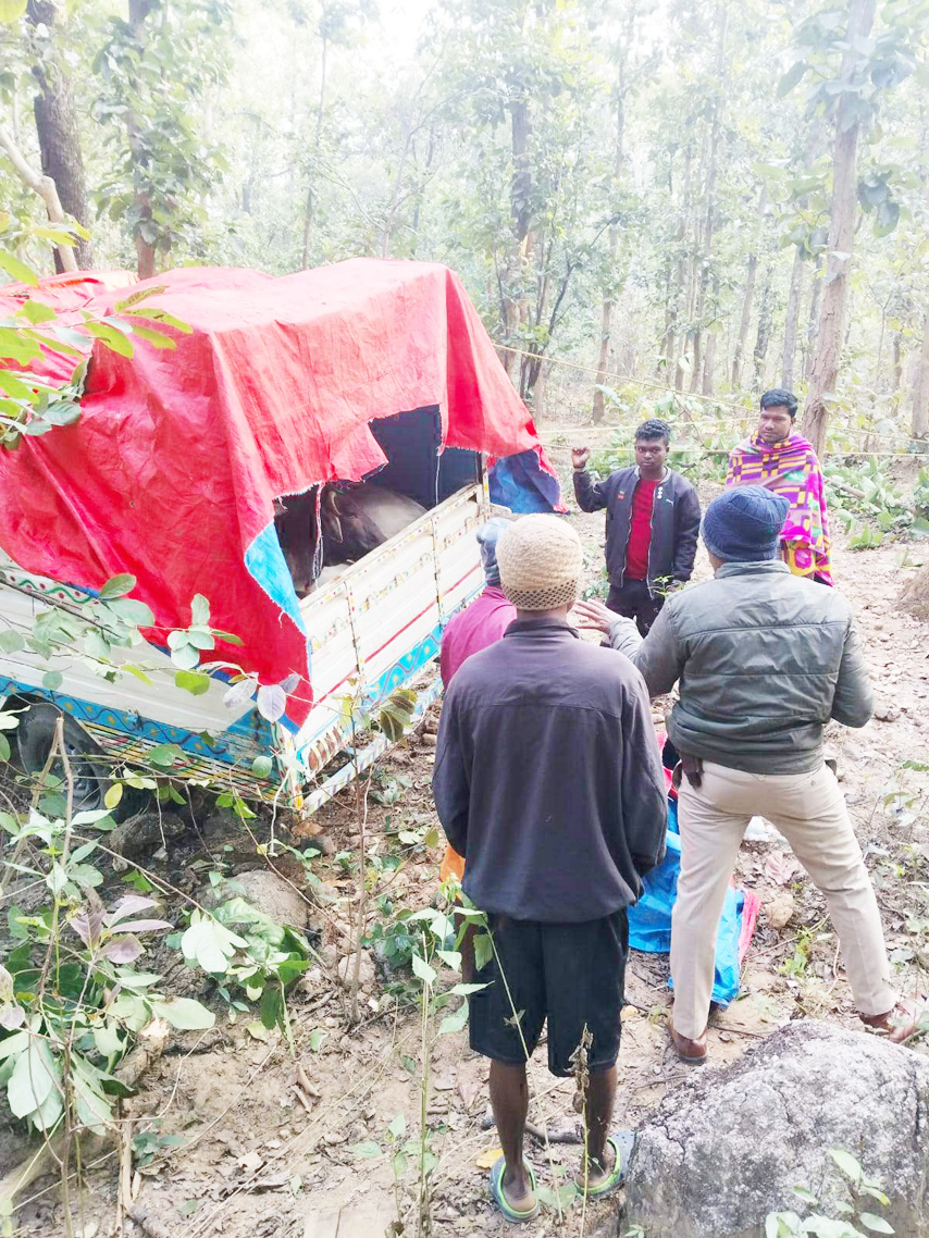  गौवंश से भरी पिकअप को फिल्मी  अंदाज में पकड़ा, तस्कर फरार