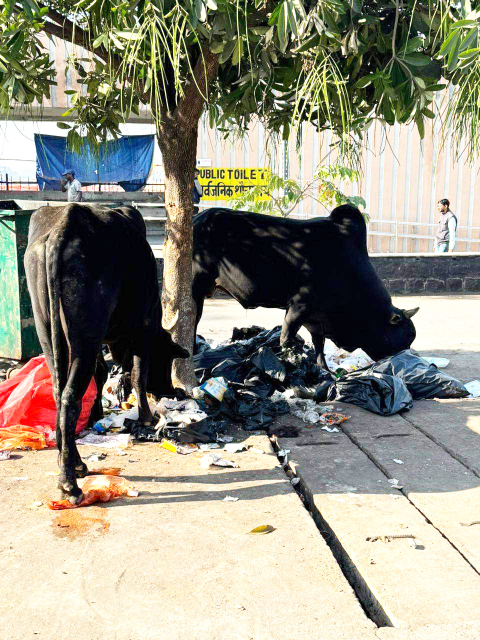 स्वच्छता जागरूकता की पोल खोलती तस्वीर..... स्वच्छता जागरूकता की पोल खोलती तस्वीर.....
