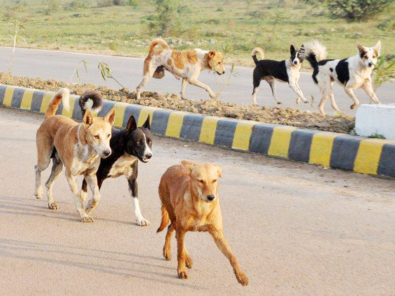 24 घंटे में आवारा कुत्तों ने 10 लोगों को काटा 24 घंटे में आवारा कुत्तों ने 10 लोगों को काटा