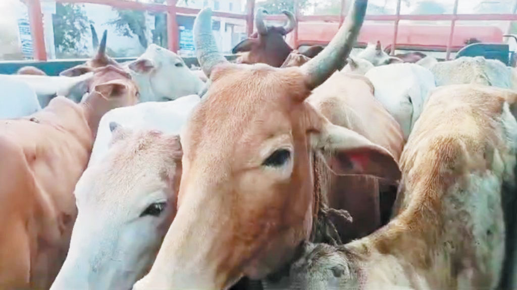30 गायों को कत्लखाने जाने से बचाया, तस्कर फरार 30 गायों को कत्लखाने जाने से बचाया, तस्कर फरार