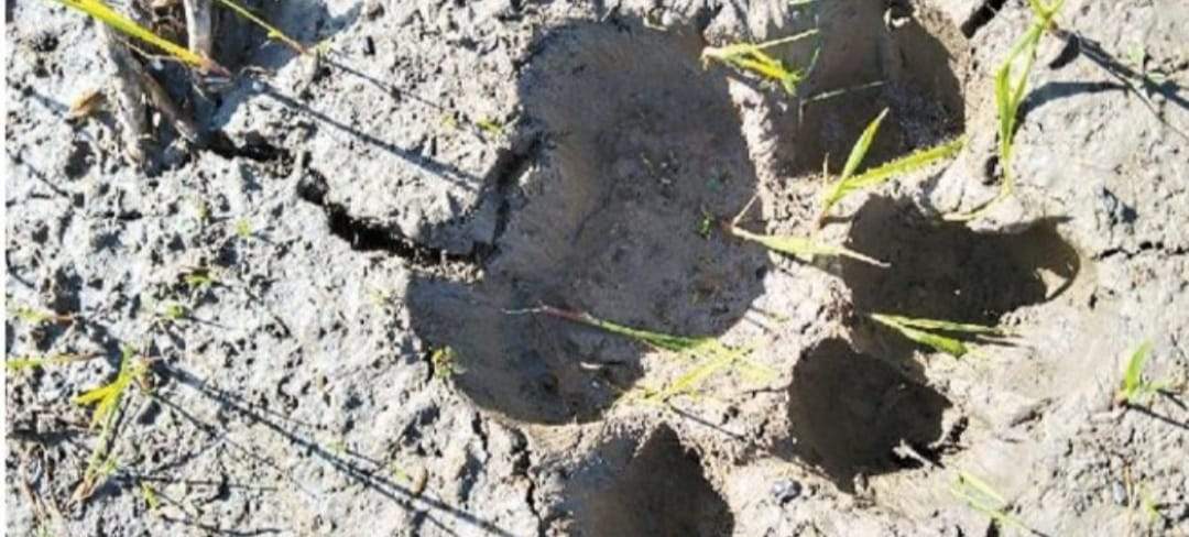 चौथे दिन भी बाघ वन विभाग की पहुंच से रहा दूर, सूचना के आधार पर होती रही सर्चिंग  