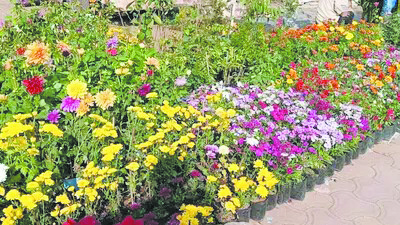 फुटपाथों पर ठेले, खोमचे, कपड़े, फुलवारी की अस्थायी दुकानें, राहगीर परेशान