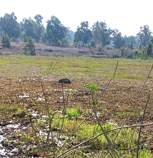 रायगढ़ में 4 माह के भीतर 8 हाथियों की मौत  
