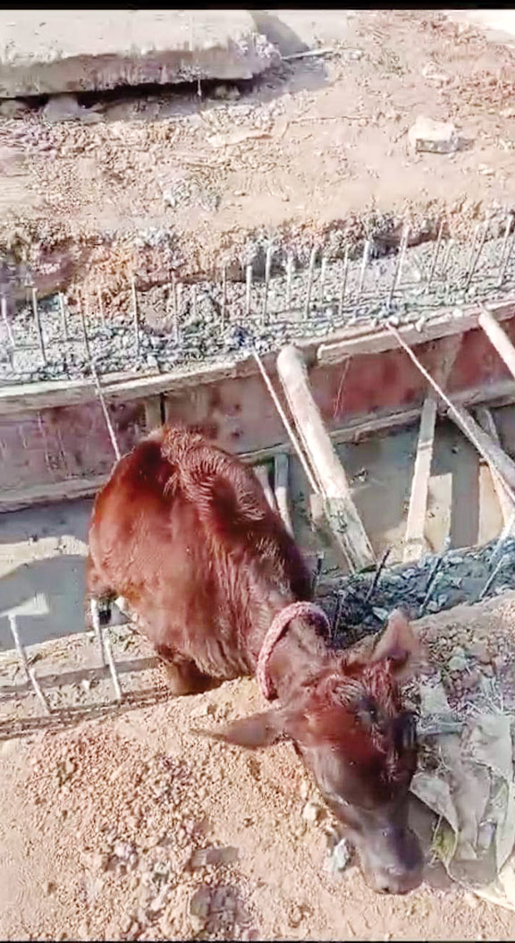 निर्माणाधीन नाली में गिरा बछड़ा, वार्डवासियों ने बचाया