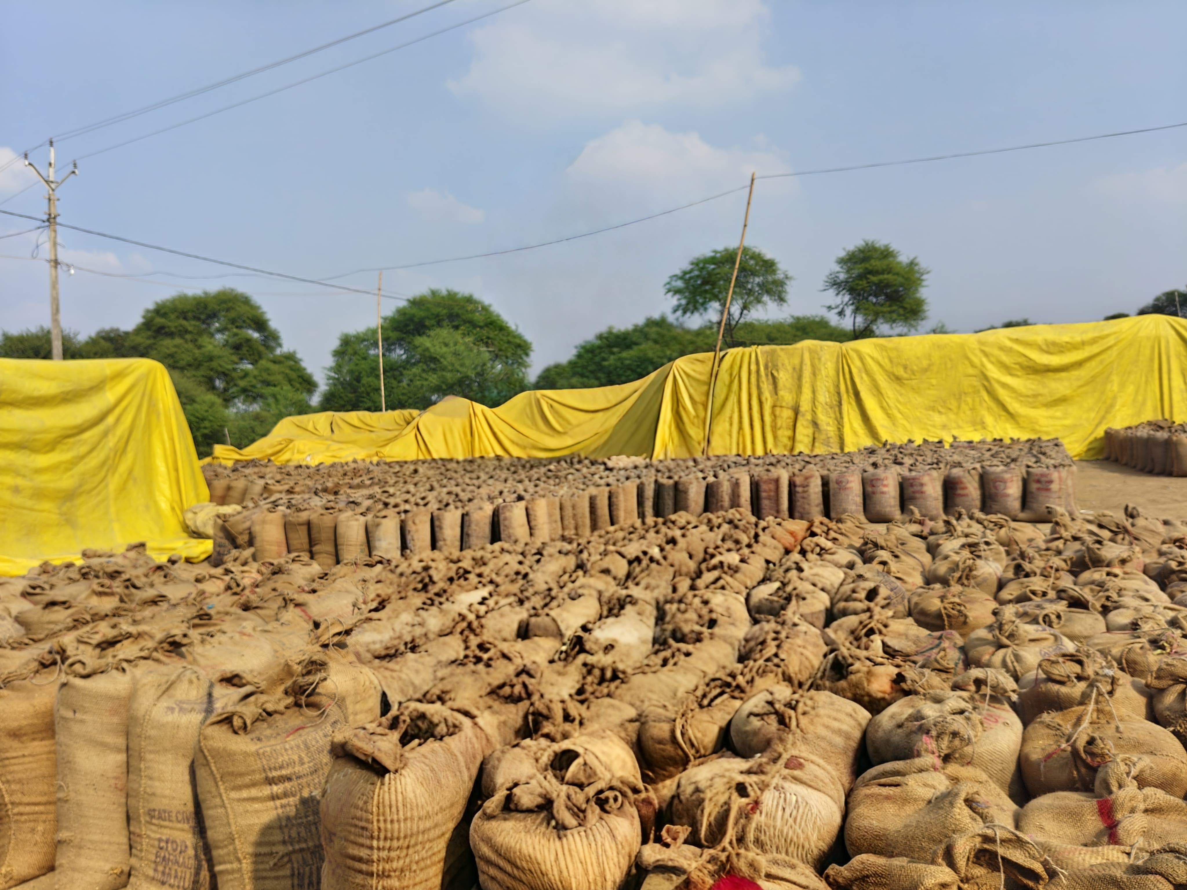 बलौदाबाजार: 85.53 लाख क्विंटल धान बेचा गया, किसानों के खाते में 1967 करोड़ 