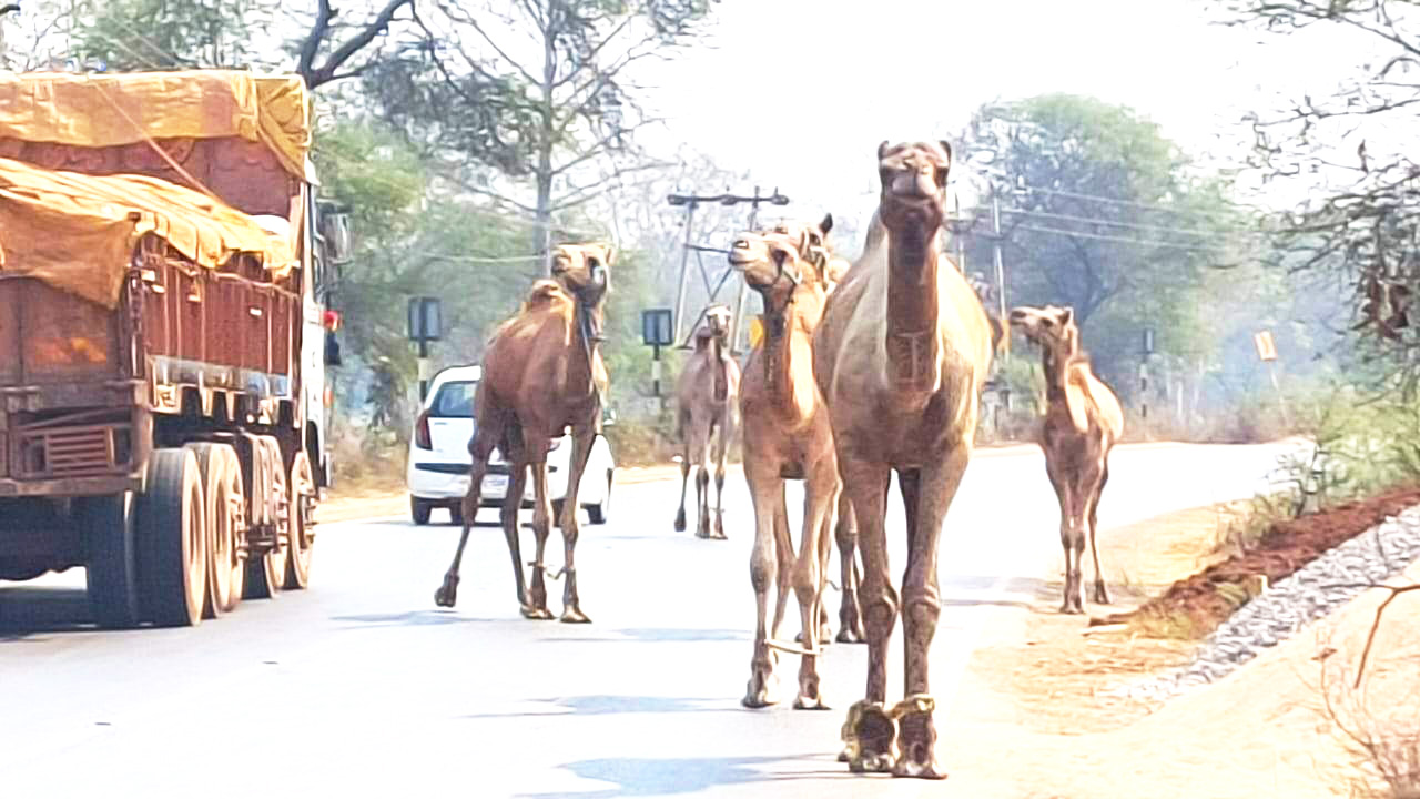 ऊटों का दल 