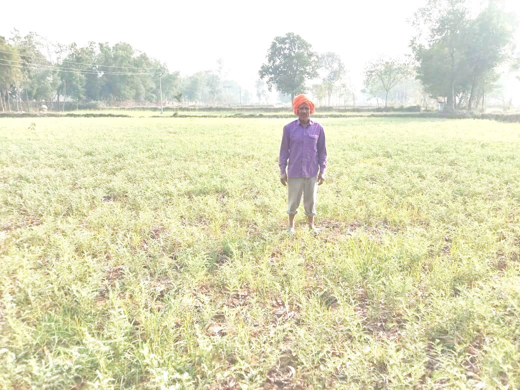 1 मार्च से शुरू होगी समर्थन मूल्य पर चने की खरीदी, किसान चनाबूट बेचकर कमा रहे 36-38 हजार मुनाफा 1 मार्च से शुरू होगी समर्थन मूल्य पर चने की खरीदी, किसान चनाबूट बेचकर कमा रहे 36-38 हजार मुनाफा