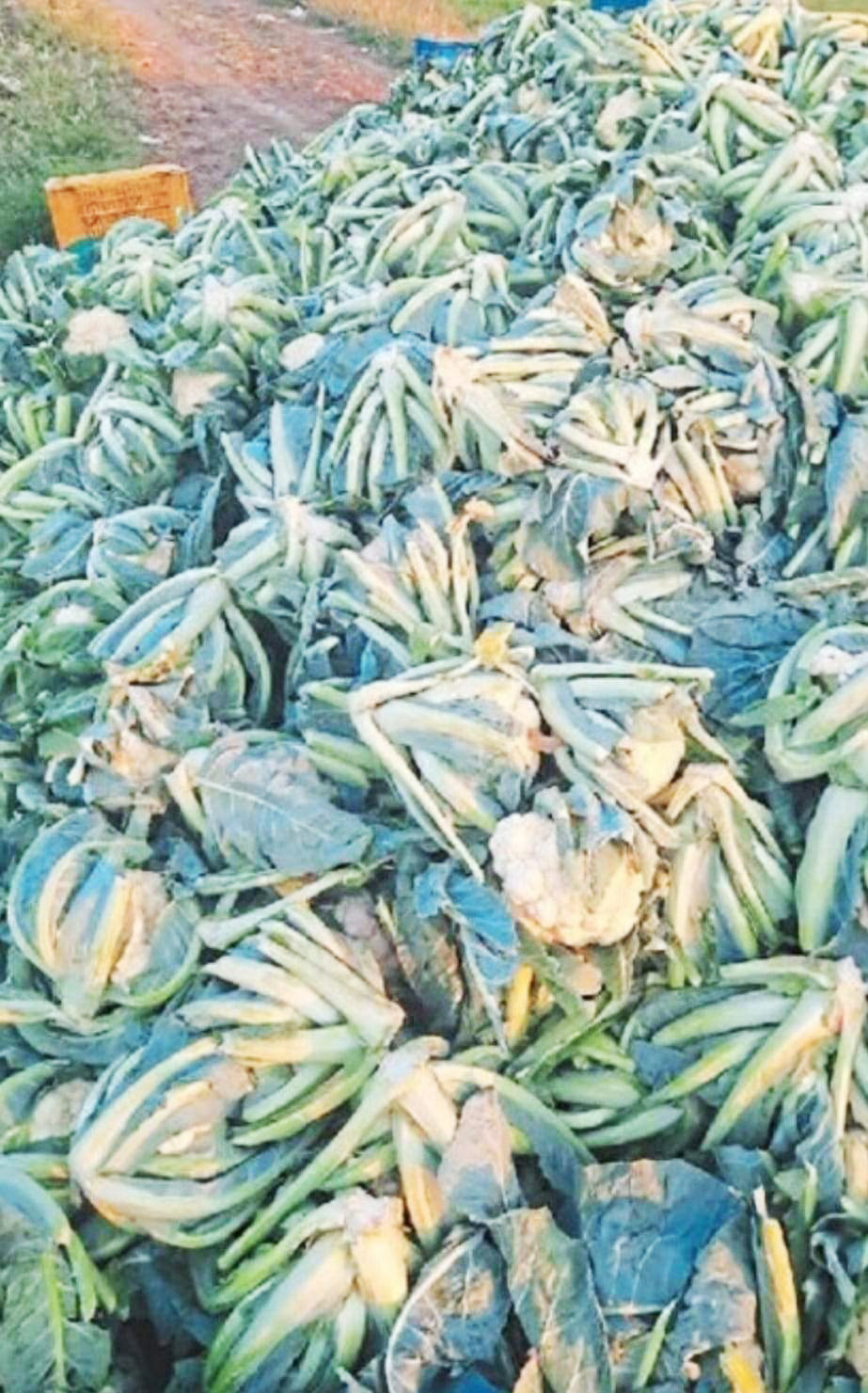 गोभी-टमाटर के गिरते दाम ने तोड़ी कमर   कई किसानों ने मवेशियों के हवाले कर दिया