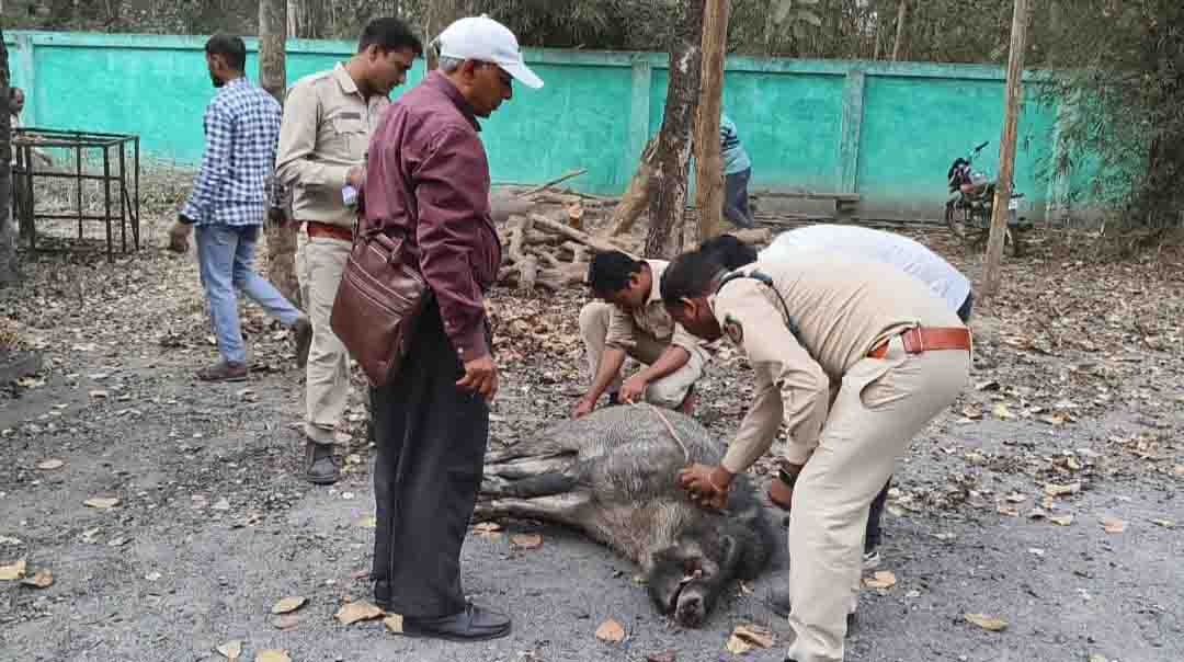 डीएफओ बंगले के गेट में जंगली सूअर फंसा, उपचार से पहले मौत डीएफओ बंगले के गेट में जंगली सूअर फंसा, उपचार से पहले मौत