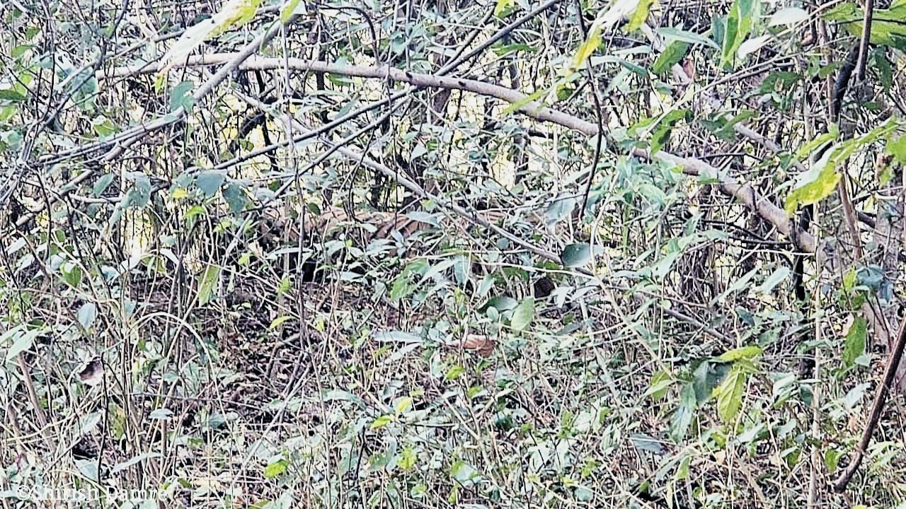 ग्रामीण पर हमले के बाद शाम तक झाडिय़ों में छिपा रहा बाघ, अब लोकेशन की तलाश