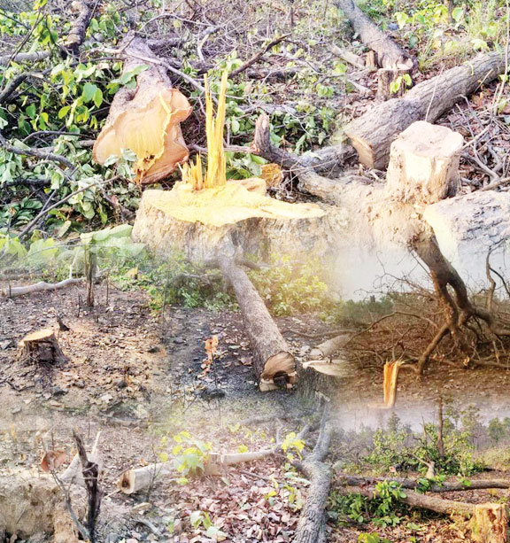 कोयला खदान के लिए पेंड्रामार व घाटबर्रा के जंगलों में काटे जा रहे पेड़ कोयला खदान के लिए पेंड्रामार व घाटबर्रा के जंगलों में काटे जा रहे पेड़