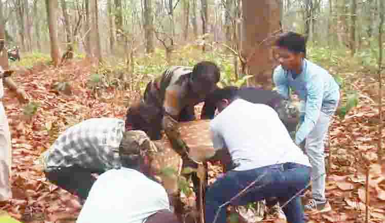 जंगल से भटककर किसान की बाड़ी में घुसा चीतल