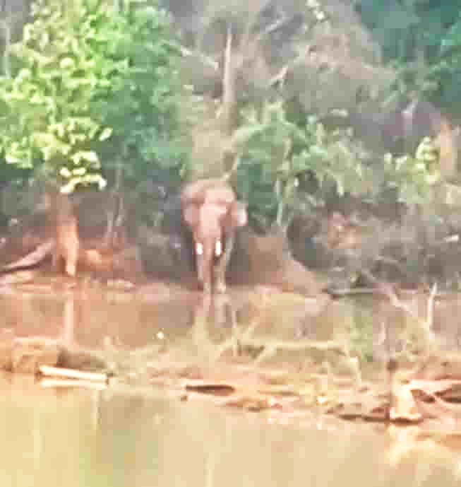 हाथी की चिंघाड़ से दहला जंगल   