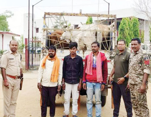3 मवेशी तस्कर गिरफ्तार, पिकअप जब्त 3 मवेशी तस्कर गिरफ्तार, पिकअप जब्त