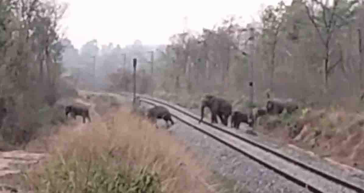 पटरी पार करते नजर आया हाथी दल  