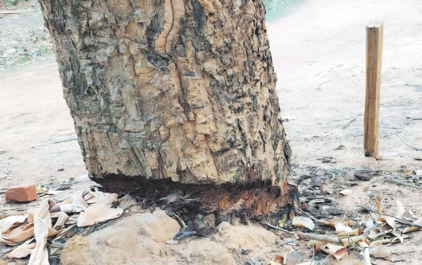 पेड़ को बचाने के लिए उपचार पेड़ को बचाने के लिए उपचार