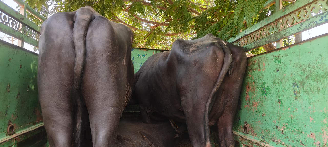 मवेशी तस्करी करते वाहन संग आरोपी गिरफ्तार