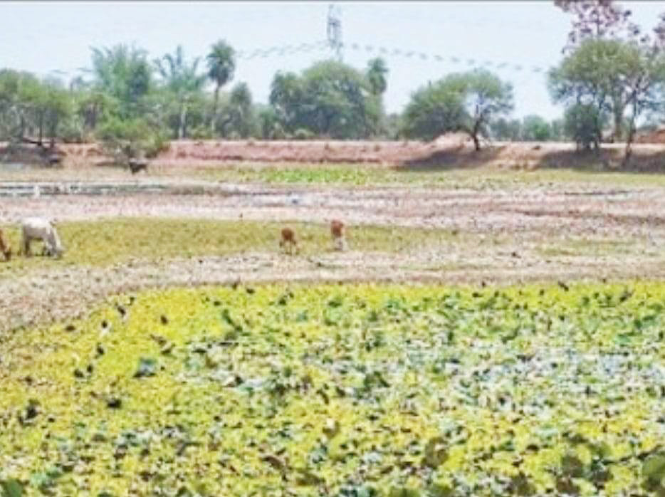 देशी-विदेशी पक्षियों के लिए नहीं है पानी, गिधवा-परसदा जलाशय सूख गए