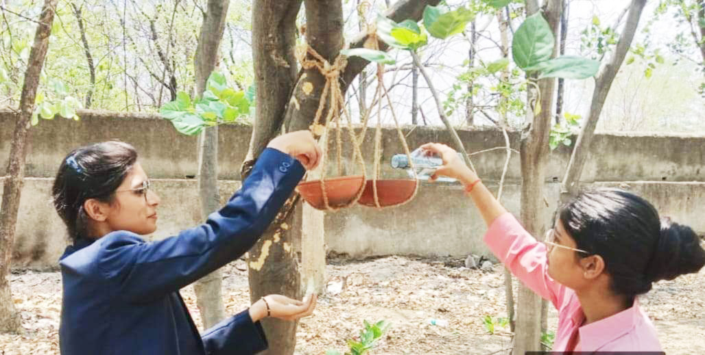 विप्र कॉलेज में विद्यार्थियों ने अभियान चला पक्षियों के लिए लगाए सकोरे विप्र कॉलेज में विद्यार्थियों ने अभियान चला पक्षियों के लिए लगाए सकोरे