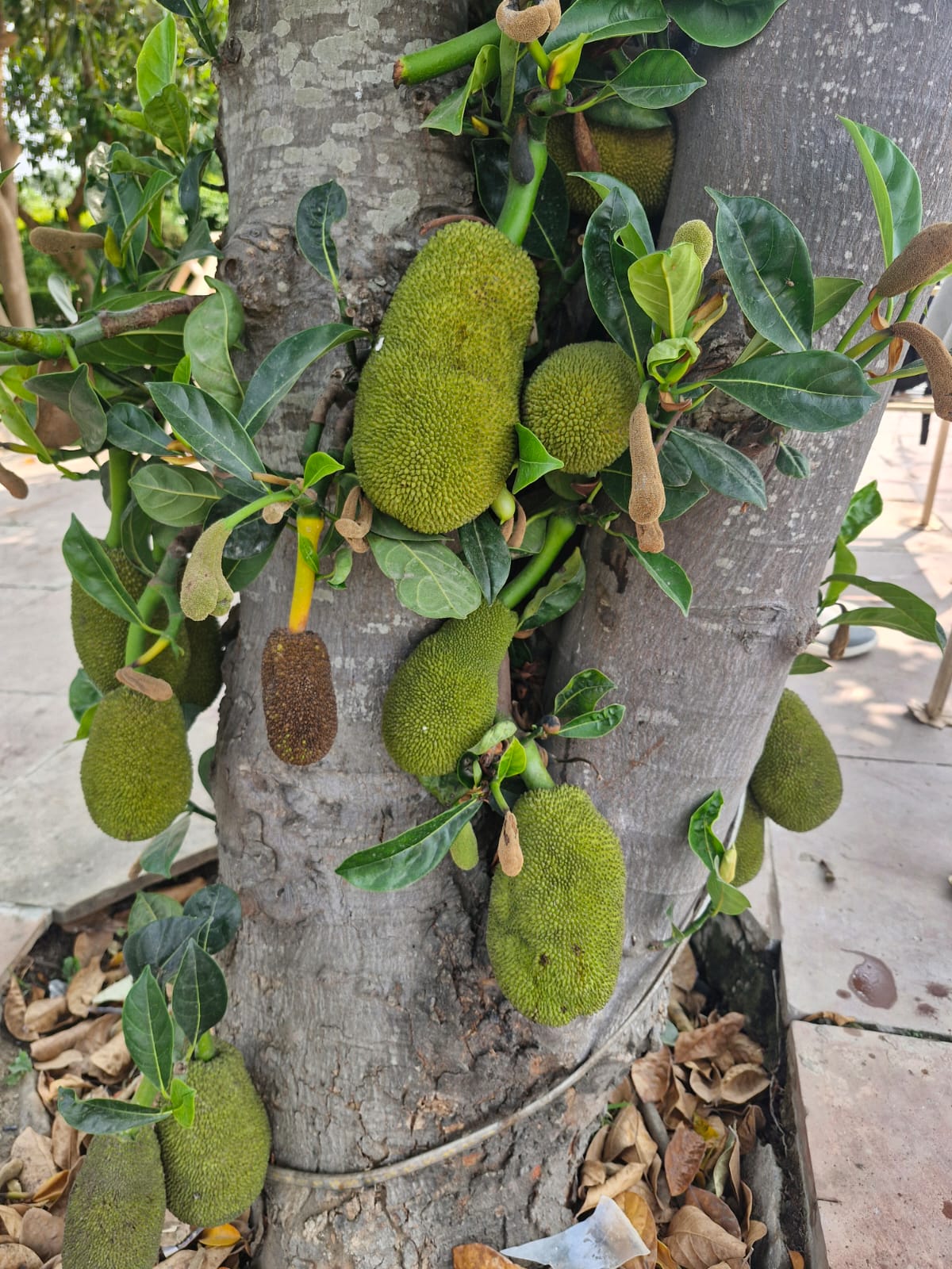 देशी कटहल से लदे पेड़