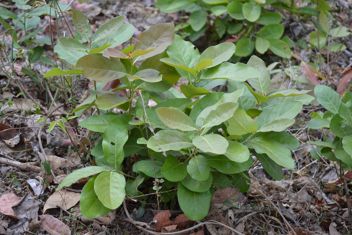 खराब मौसम से हरे सोने तेन्दूपत्ता की गुणवत्ता पर प्रतिकूल असर