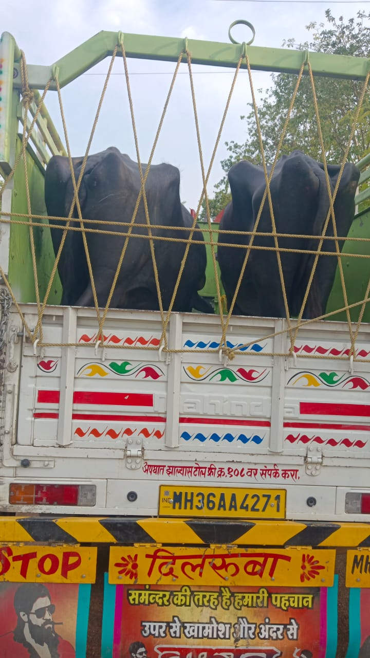 मवेशी तस्करी, दो आरोपी गिरफ्तार  मवेशी व वाहन जब्त, भेजा गया जेल