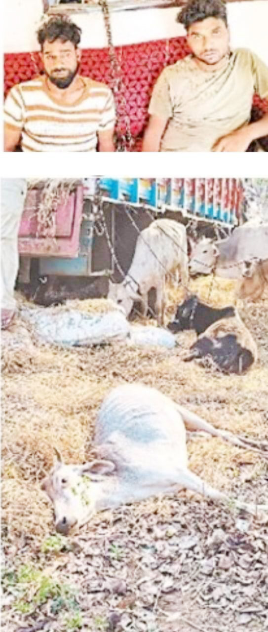 बजरंगियों ने पीछा कर पशु तस्करों को पकड़ा  दो आरोपी पकड़े गए, एक की तलाश जारी