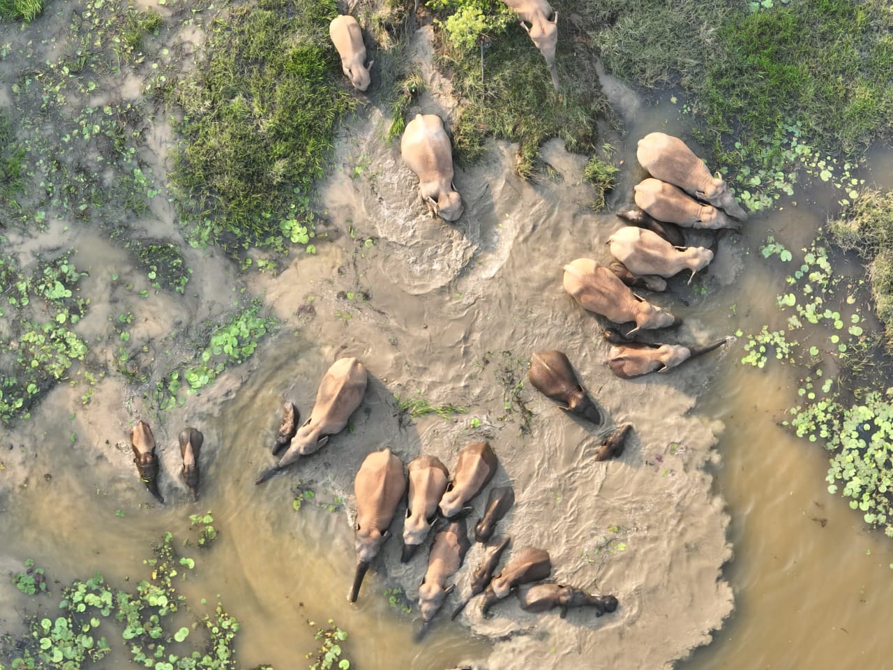 डैम में हाथियों के नहाने का वीडियो आया सामने