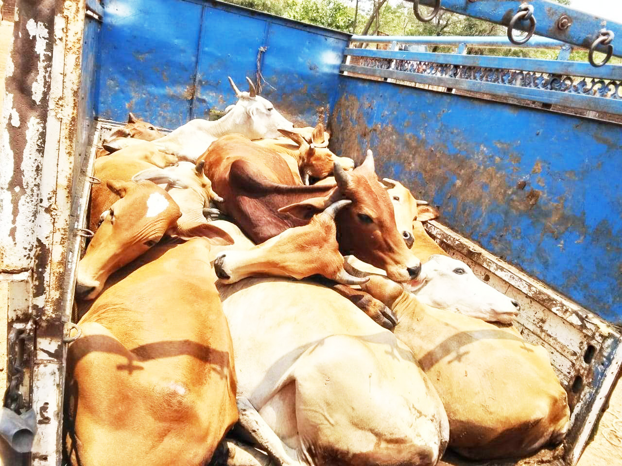 मवेशियों से भरी गाड़ी पकड़ाई, चालक फरार