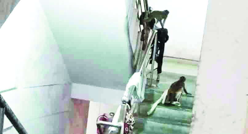 नर्सिग कॉलेज में बंदरों का आतंक कई स्टाफ व छात्रों को काटा