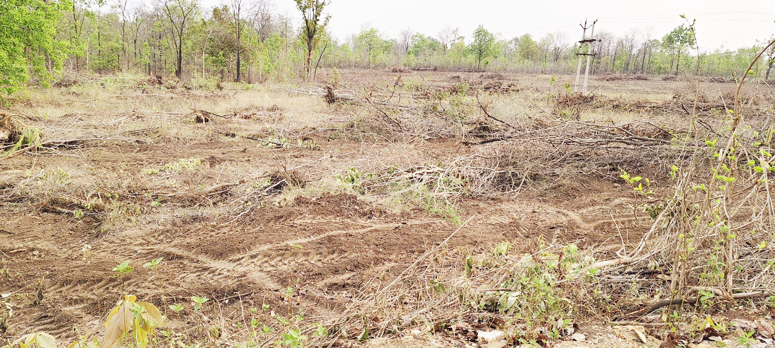 गोल्लापल्ली, मरईगुड़ा जंगलों में पेड़ों की अवैध कटाई