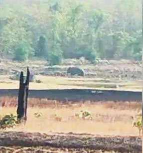बलौदाबाजार पहुंचा हाथी दल बलौदाबाजार पहुंचा हाथी दल
