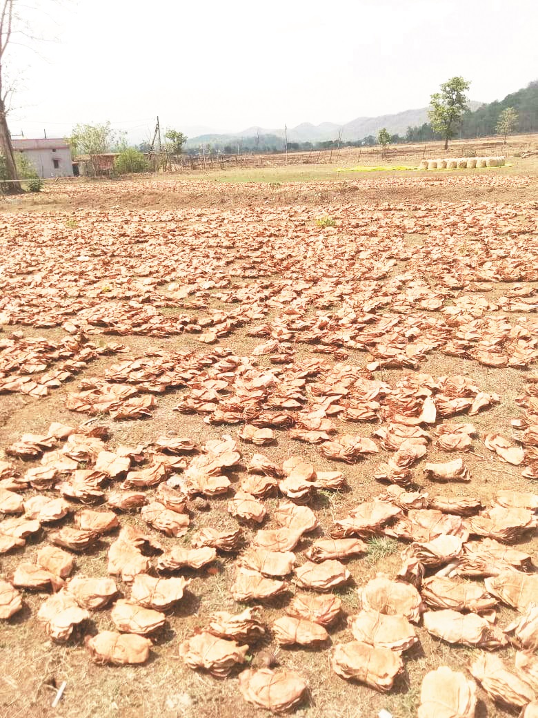 बेमौसम बारिश से करोड़ों का तेन्दूपत्ता भीगा