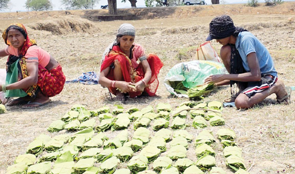 तेन्दूपत्ता संग्राहकों को मिल रहा 5500 रुपये प्रति मानक बोरा का दाम