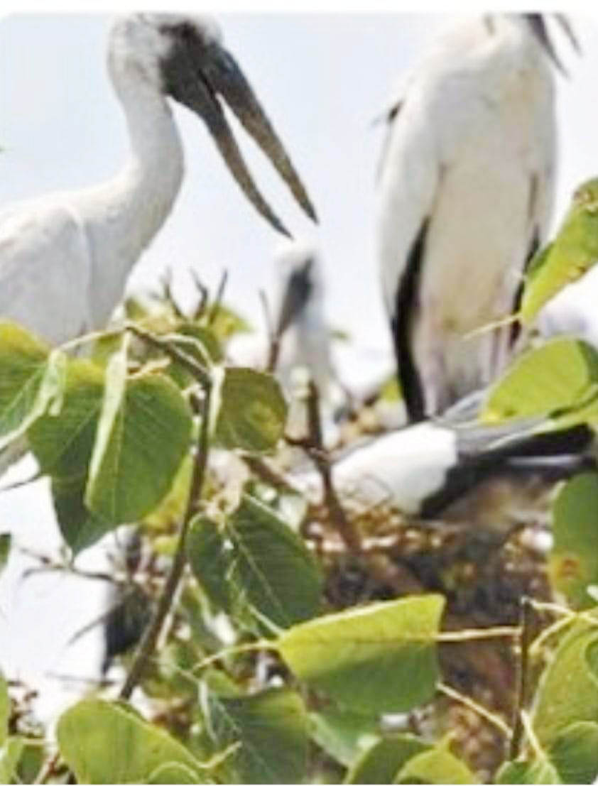साइबेरियन पक्षी पहुंचे ग्राम कटई, बारिश के दिए संकेत साइबेरियन पक्षी पहुंचे ग्राम कटई, बारिश के दिए संकेत
