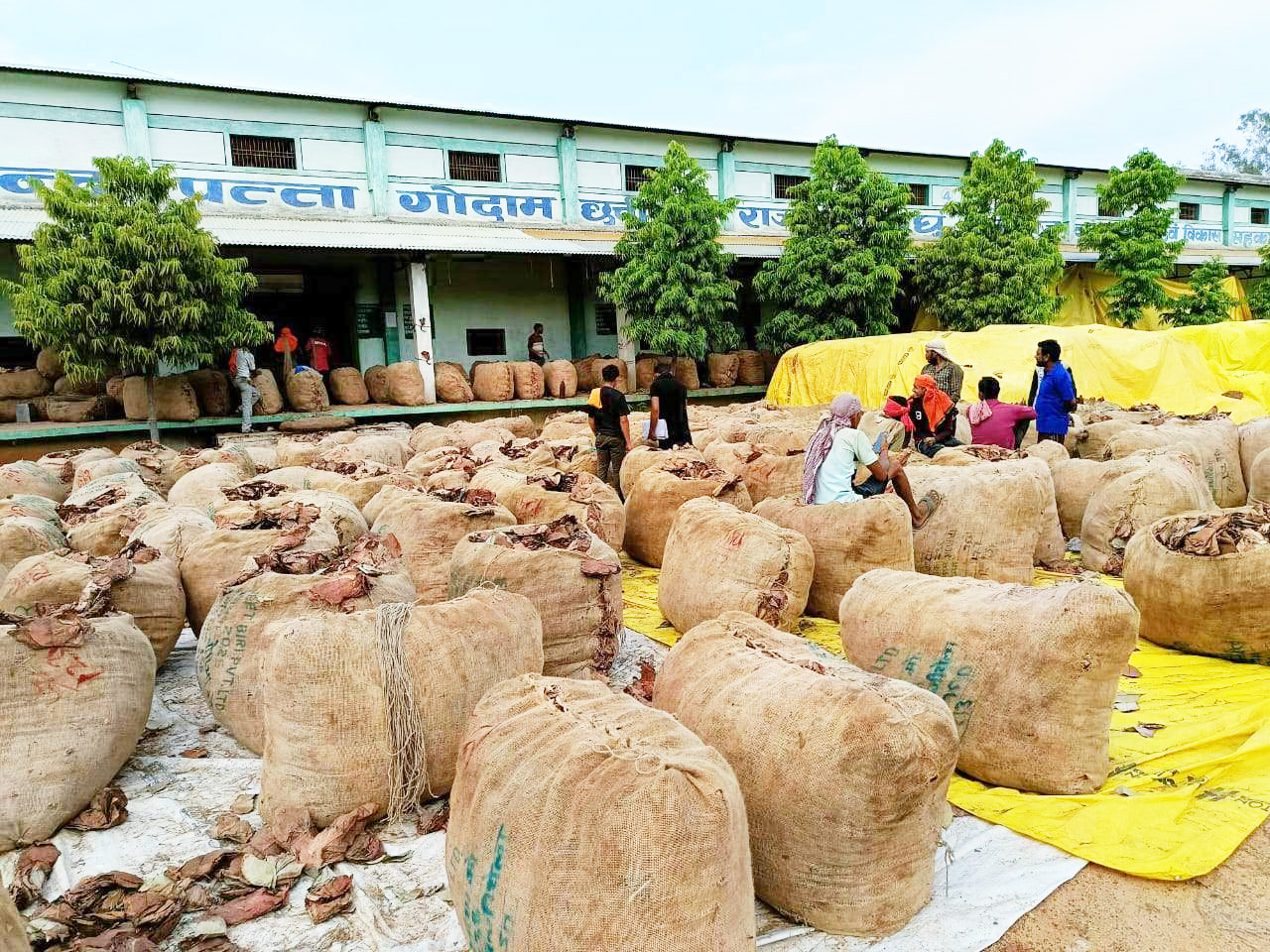 तेन्दूपत्ता तोड़ाई लक्ष्य से पिछड़ी 