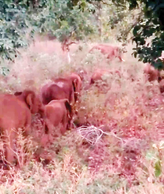  हाथी दल ने मचाया उत्पात, मकान को किया क्षतिग्रस्त