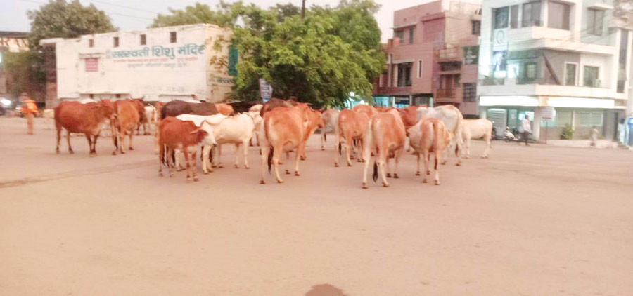 गांव नहीं राजधानी की तस्वीर गांव नहीं राजधानी की तस्वीर