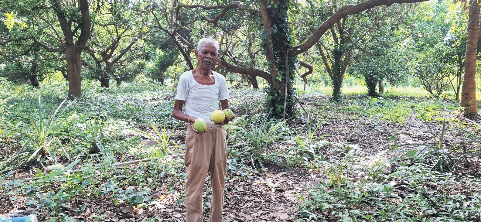 81 साल के रिटायर्ड वनकर्मी के बगीचे के मीठे आम दूर-दूर तक चर्चित