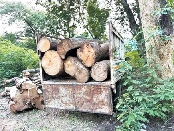  पिकअप लोड अवैध लकड़ी पकड़ाई, बिना दस्तावेज परिवहन किया जा रहा था