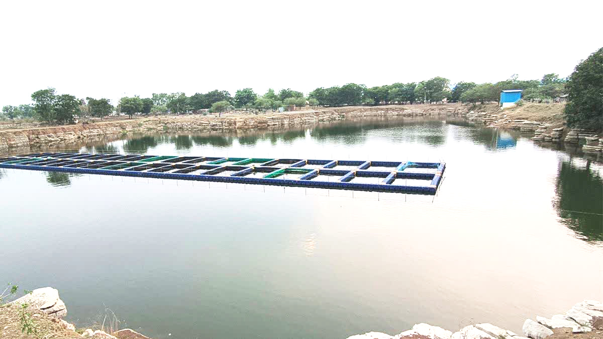 बंद खदान में मछली पालन कर महिलाएं बन रहीं आत्मनिर्भर बंद खदान में मछली पालन कर महिलाएं बन रहीं आत्मनिर्भर