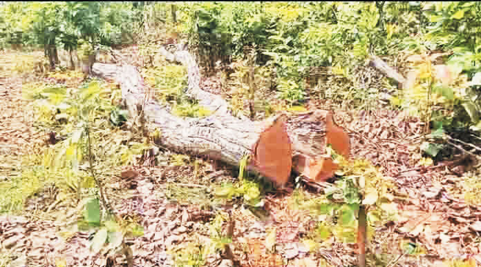 बंजारी मंदिर के पास पेड़ों की अवैध कटाई