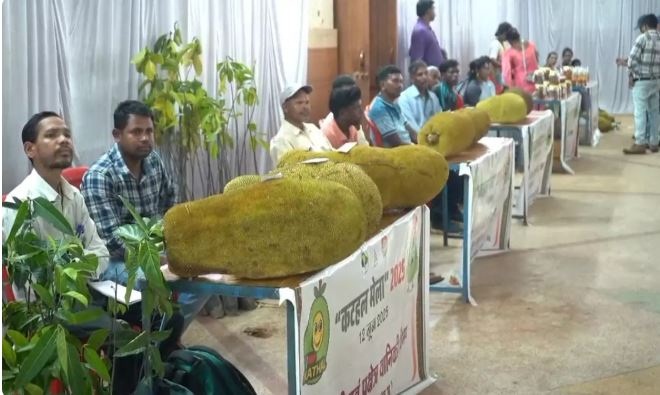 जशपुर में कटहल मेला, अधिक उत्पादन के तरीके व पोषक तत्वों की दी जानकारी