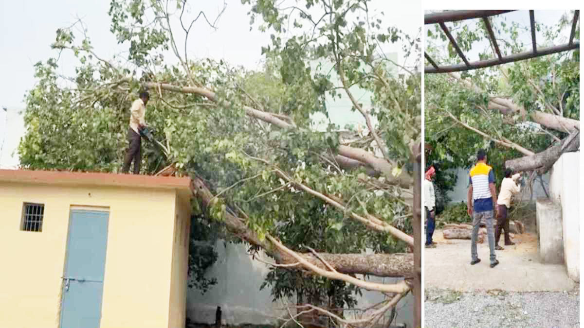 खबर का असर: स्कूल के किचन शेड पर गिरे पेड़ को हटाने का काम शुरू