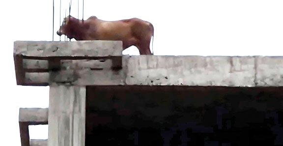 निर्माणाधीन पांच मंजिला इमारत की छत पर चढ़ा बैल, घंटों बाद सुरक्षित उतारा