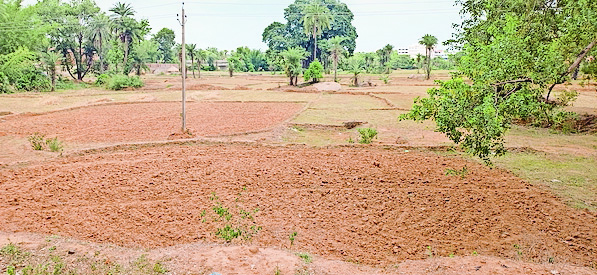 येलो अलर्ट जारी, खेत भी तैयार पर नहीं हो रही बारिश , पिछड़ रही खेती येलो अलर्ट जारी, खेत भी तैयार पर नहीं हो रही बारिश , पिछड़ रही खेती